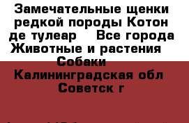 Замечательные щенки редкой породы Котон де тулеар  - Все города Животные и растения » Собаки   . Калининградская обл.,Советск г.